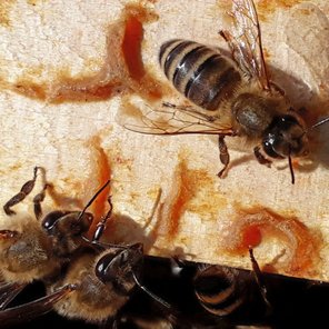 Loschwitzer Bienengarten